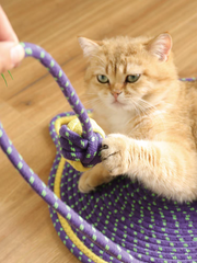 Ball Integrated Cat Scratching Mat