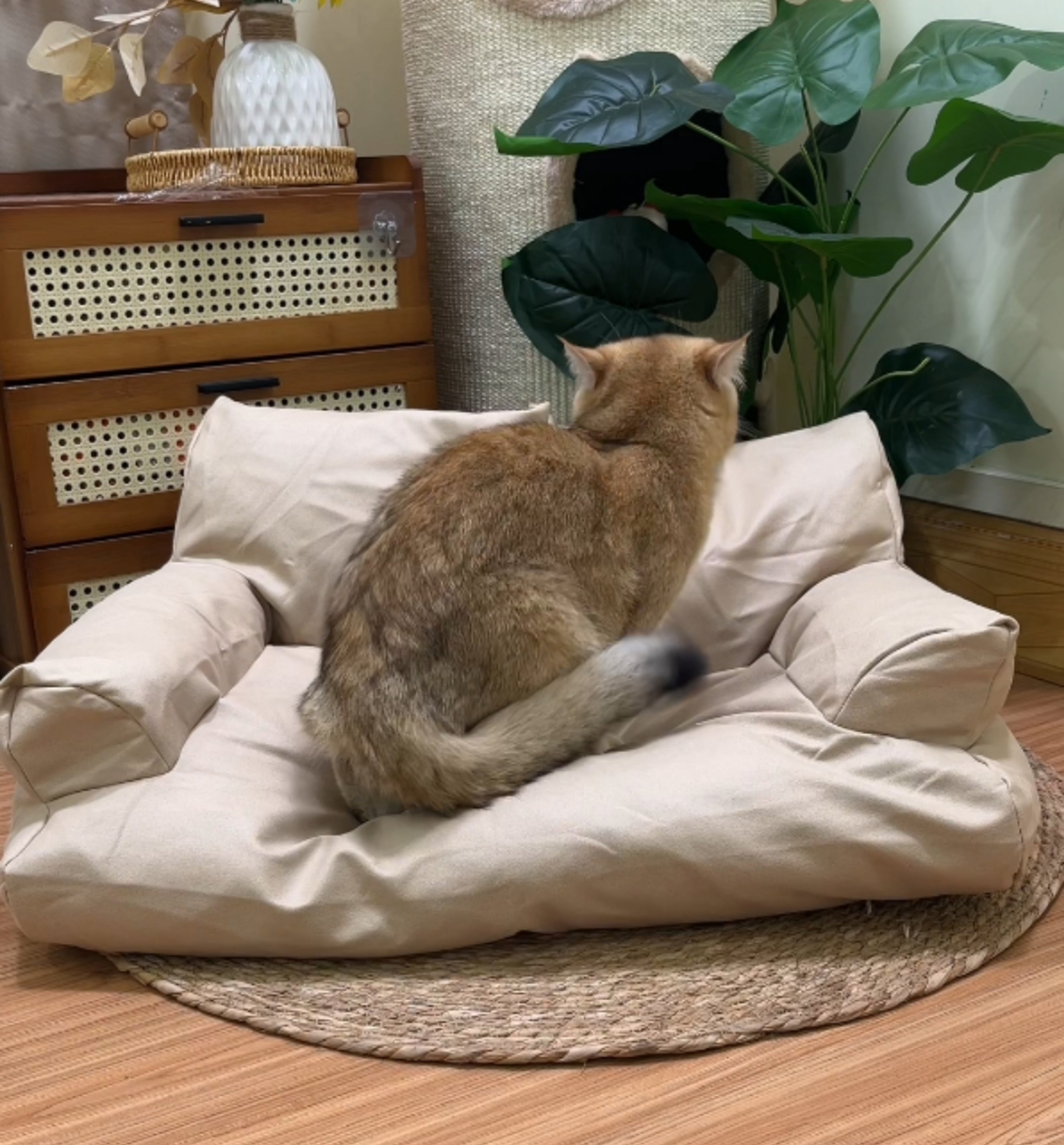 Cat Couch For All Seasons